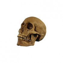 Skull Resin Cranium
